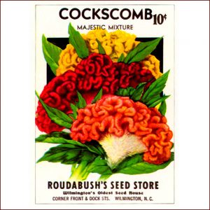 Vintage Seed Packets transferred onto tiles