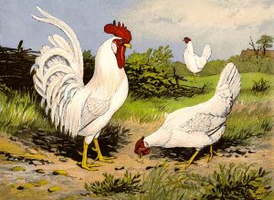 Rooster painting to be transferred on tiles