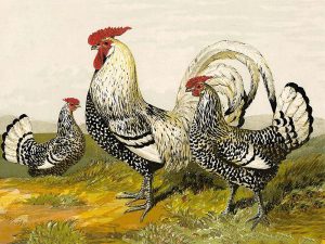 Rooster painting to be transferred on tiles