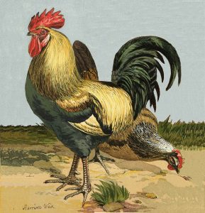 Rooster painting to be transferred on tiles