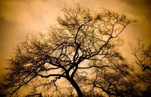 Mountain View landscapes can be transferred onto tiles for indoors and outdoors,walls,floors,pools,countertops.