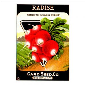 Vintage Seed Packets transferred onto tiles